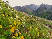 16 Potentilla reptans (Cinquefoglia comune) con vista in cime Foppazzi e Grem